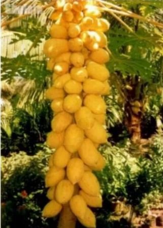 20 seeds Dwarf_Sweet Papaya