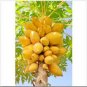 20 seeds Dwarf_Sweet Papaya