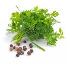 160 seeds Four Seasons Parsley Seeds Organic Coriander