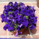 100 seeds Purple Garden Petunia Perennial Flower