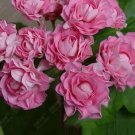 10 seeds apple bloom rosebud Pink Color big blooms