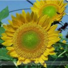 15 seeds Sunbeam F1 Hybrid Ornamental Sunflower