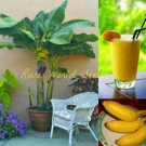 100 seeds  Edible Banana Tree ‘Dwarf Lady Finger’ (Musa acuminata)