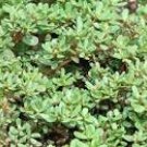 120 seeds Rare Natural Organic Purslane