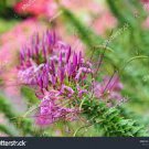 60 seeds Rare Beautiful Drunk Butterfly Flower