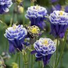 20 seeds Double Columbines Aquilegia