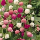 30 seeds Higro Mix Gomphrena Globe Amaranth Flowers