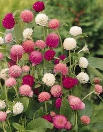 30 seeds Higro Mix Gomphrena Globe Amaranth Flowers