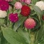 30 seeds Higro Mix Gomphrena Globe Amaranth Flowers