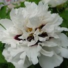 5 seeds Rare Heirloom 'Xue Shan Jin Ding' White Black White Black Peony Tree Flower