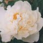 5 seeds Rare Heirloom 'Xue Shan Jin Ding' White Black White Black Peony Tree Flower