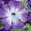 100 seeds Radiant Blue Petunia Plants Flower