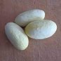 10 seeds Miniature Sweet White Cucumber Cucumis Sativus
