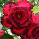 2 seeds Great Fortunes Adenium Desert Rose