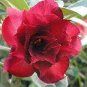 2 seeds Great Fortunes Adenium Desert Rose