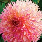 20 seeds Myrtle's Folly Multi-colored Twisted Dahlia Flower