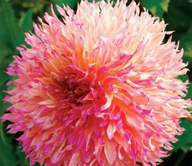 20 seeds Myrtle's Folly Multi-colored Twisted Dahlia Flower