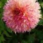 20 seeds Myrtle's Folly Multi-colored Twisted Dahlia Flower