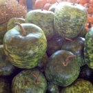 10 seeds Heirloom Large Apple Gourd Lagenaria Siceraria