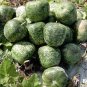 10 seeds Heirloom Large Apple Gourd Lagenaria Siceraria