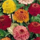 50 seeds Zinnia Scabiosa Flowered Mix