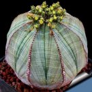 2 seeds Euphorbia obesa Basketball Sea Urchin