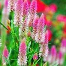 50 seeds Rare Beautiful White Pink Celosia Spicata Woolflower