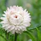 30 seeds White Strawflowers Helichrysum bracteatum
