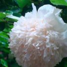 5 seeds Rare 'Jin Yu' White Ball Peony Seedlings