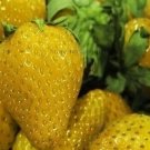 100 seeds Mixed 9 Types of Strawberry Fruit