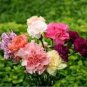 50 seeds Dianthus Caryophy Chabaud Mixed Carnation