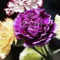 50 seeds Rare Mixed Colorful Caryophyllus Carnation Flowers