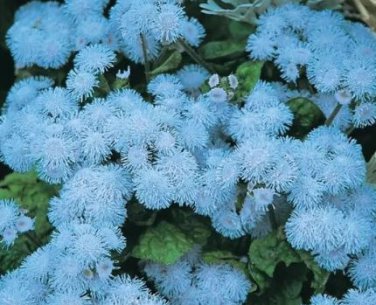 38 seeds Ageratum 'Blue Ball' Quality Flower