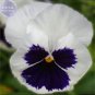50 seeds Pansy Swiss White Black Flowers