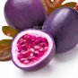 20 seeds Passion Fruit Passiflora edulis Fruit
