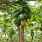 6 seeds Yellow Papaya Yellow Skin Organic Fruit