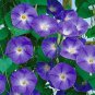10 seeds Purple Corrugated Double Morning Glory
