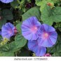 10 seeds Purple Corrugated Double Morning Glory