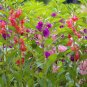 20 seeds Mix Garden Balsam Impatiens Balsamina Flowers