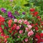 20 seeds Mix Garden Balsam Impatiens Balsamina Flowers