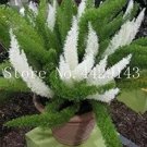 100 seeds Garden Foxtail Fern Bonsai