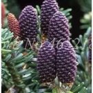 100 seeds Korean Fir Flores Abies koreana