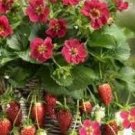 100 seeds Tristan F1 Strawberry Deep Rose Flowers on Compact Plants