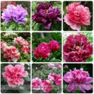 15 seeds Rare Heirloom Mixed 9 Colors Luo Yang Peony Plant Flower