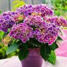 50 seeds Hydrangea