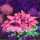 200 seeds Hosta Seeds - Rose Pink Leaves
