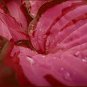 200 seeds Hosta Seeds - Rose Pink Leaves