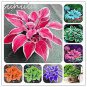 200 seeds Hosta Seeds - Rose Pink Leaves