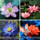 5 seeds Heirloom Mixed Pink Rose Red Blue Orange Lotus Nelumbo Nucifera Flower