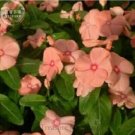 10 seeds Violet Star Vinca Flower